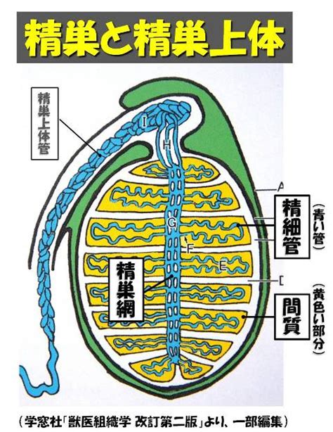 牛 ペニス|牛の解剖109：雄性生殖器（2） 